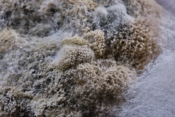 Colored mold on vegetables. Moldy fungus on food. Fluffy spores mold as a background. Shallow depth of field