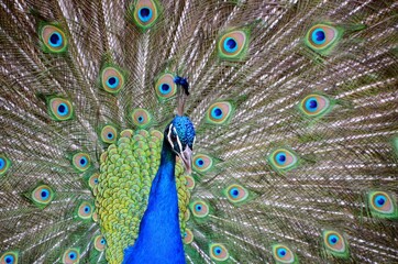 Obraz premium peacock feather close up