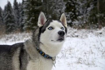 siberian husky dog