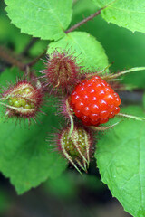 Closeup of the fruit (drupe) of the invasive shrub commonly known as wineberry (Rubus phoenicolasius) - obrazy, fototapety, plakaty