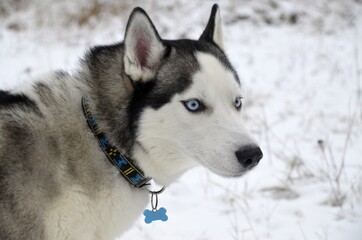 siberian husky portrait