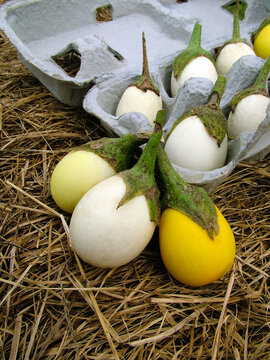 Vertical image of 'White Egg' Japanese eggplant showing the stages of maturity from white to yellow, with foreground fruits on straw and background fruits displayed in an egg carton