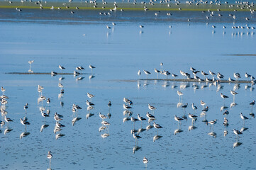 American Avocetы (Recurvirostra americana) on Great Salt Lake, Utah, USA