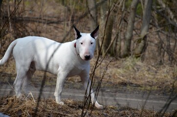 Fototapeta premium portrait of a white dog