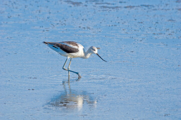 American Avocet (Recurvirostra americana) on Great Salt Lake, Utah, USA