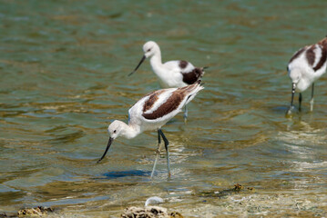 American Avocet (Recurvirostra americana) in Malibu Lagoon, California, USA
