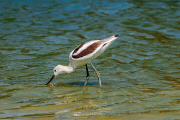 American Avocet (Recurvirostra americana) in Malibu Lagoon, California, USA