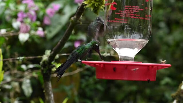 bright and different types of hummingbirds eat nectar from special feeders in slow motion 