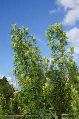 Vertical image of the tall-growing herb known as Peruvian black mint, huacatay, or Mexican marigold (Tagetes minuta), among other names