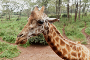 Close-up of giraffe's profile, Giraffe Centre, Kenya