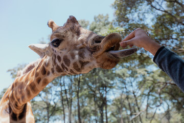 A giraffe is reaching out for a snack given by a park visitor, Nairobi National Park, Kenya