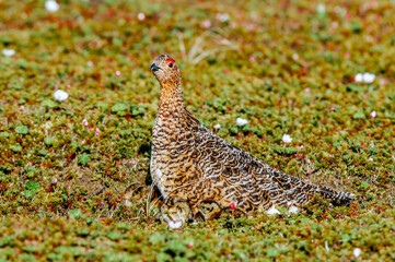 Willow Ptarmigan (Lagopus lagopus) hen with chicks in tundra, Barents Sea coastal area, Russia