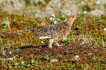 Willow Ptarmigan (Lagopus lagopus) hen in tundra, Barents Sea coastal area, Russia