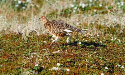Willow Ptarmigan (Lagopus lagopus) hen in tundra, Barents Sea coastal area, Russia