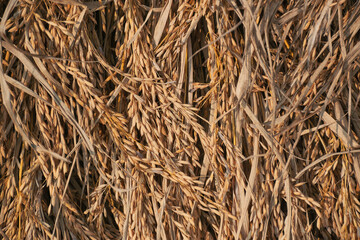 Dried golden-yellow coloured rice (Oryza sativa) ears piled on agricultural field, at the end of harvesting season. Shot during winter season in Simultala, Bihar, India.