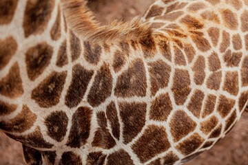 Hair cover patterns of a giraffe, Giraffe Centre, Kenya