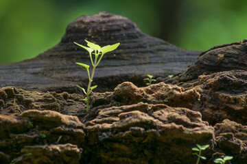 New plant growth on old tree trunk, beautiful nature stock image. Moody dark background.