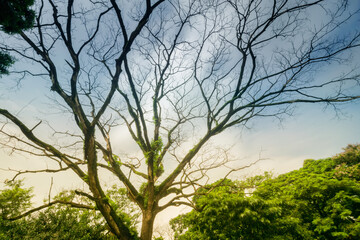 A lone tree with blue sky in the background. Beautiful nature image.