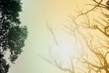 Obraz na płótnie Canvas Leafless tree branches of winter season, season specific image of nature. Image shot against Sun, at Kolkata, Calcutta, West Bengal, India