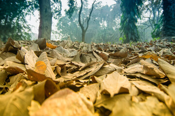Dry leaves lying still on ground in forest, beautiful winter morning scene. Perspective of fading away in fog.