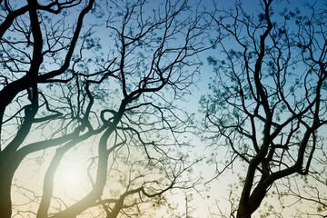 Leafless tree branches of winter season, season specific image of nature. Image shot against Sun, at Kolkata, Calcutta, West Bengal, India