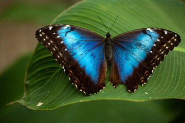 Blue morpho butterfly perched on leaf in jungle