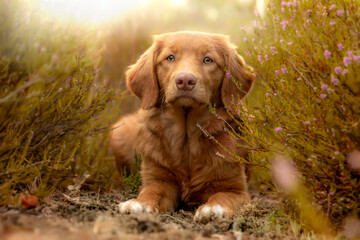 Nova Scotia Duck Tolling Retriever