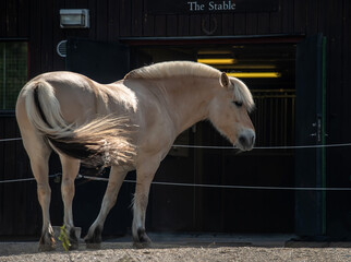 A cream colored horse in a paddock at the entrance to the stable.