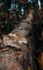 fallen leaves on a trunk in autumn