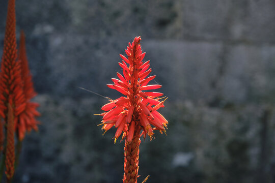 Aloe arborescens red flower
