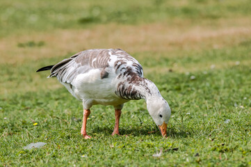 Blue Goose (Anser caerulescens) in park, Keil, Schleswig-Holstein, Germany