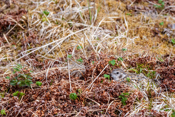 Rock Sandpiper (Calidris ptilocnemis) at nest in St. George Island, Pribilof Islands, Alaska, USA