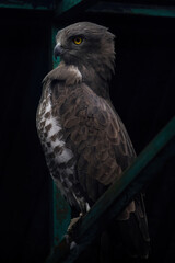 Majestic Eagle standing side face