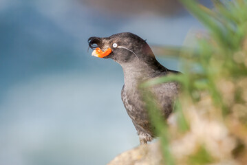 Crested Auklet (Aethia cristatella) at St. George Island, Pribilof Islands, Alaska, USA