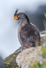 Crested Auklet (Aethia cristatella) at St. George Island, Pribilof Islands, Alaska, USA