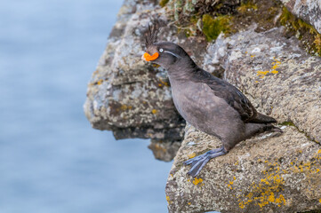 Crested Auklet (Aethia cristatella) at St. George Island, Pribilof Islands, Alaska, USA