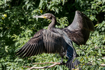 Great Cormorant (Phalacrocorax carbo) on pond