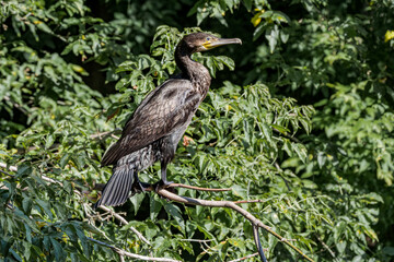 Great Cormorant (Phalacrocorax carbo) on pond