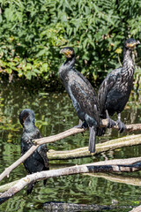 Great Cormorants (Phalacrocorax carbo) on pond