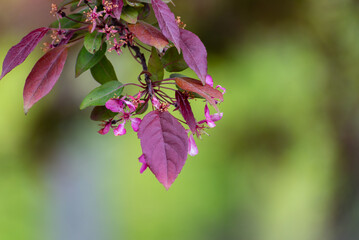 Copper beech or purple beech tree Fagus sylvatica purpurea