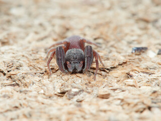 Seaweed Flies. Genus Fucellia