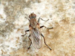 Seaweed Flies. Genus Fucellia