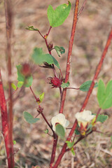 Roselle (Hibiscus sabdariffa) plant in Simultala, Bihar