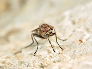 Seaweed Flies. Genus Fucellia