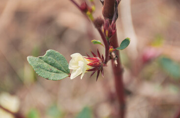 Roselle (Hibiscus sabdariffa) plant in Simultala, Bihar. In Bihar and Jharkhand roselle is locally known as 'kudrum'. The bright red petal of the fruit is used for chutney / pickle in Indian household