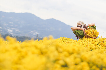 A group of young female tourists admiring the beauty of the bright yellow chrysanthemum garden on the high mountain and taking pictures together to share the beauty of the chrysanthemum flower field.