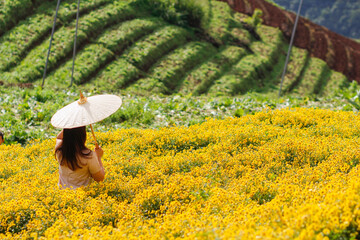 young woman happily walks alone in the morning alone in bright yellow chrysanthemum flower fields on the high hills of Chiang Mai and her visit to the chrysanthemum fields is only for short time.