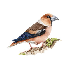 Hawfinch bird watercolor illustration. Realistic hand drawn europe common wildlife animal. Coccotgraustes coccotgraustes illustration on white background. Hawfinch small avian on the tree branch