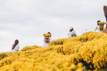 A group of young female tourists admiring the beauty of the bright yellow chrysanthemum garden on...