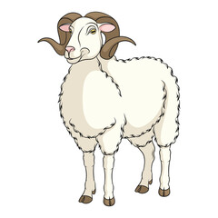 Color illustration with white ram, sheep. Isolated vector object on a white background.